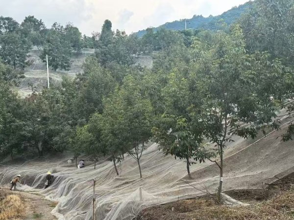 荣利通 第一口山核桃，什么时候开采？